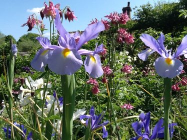 Garden Flowers | S Greenbank