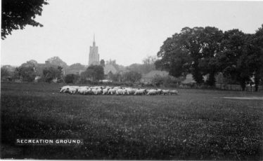 Sheep on the Recreation Ground Sheep on the Recreation Ground
